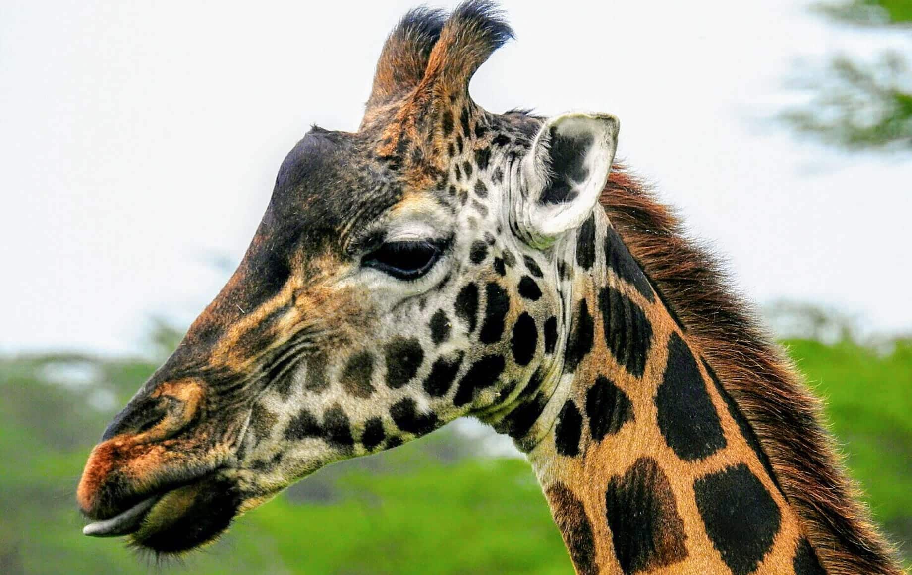 Giraffes and rhinos thrive at Lake Nakuru National Park