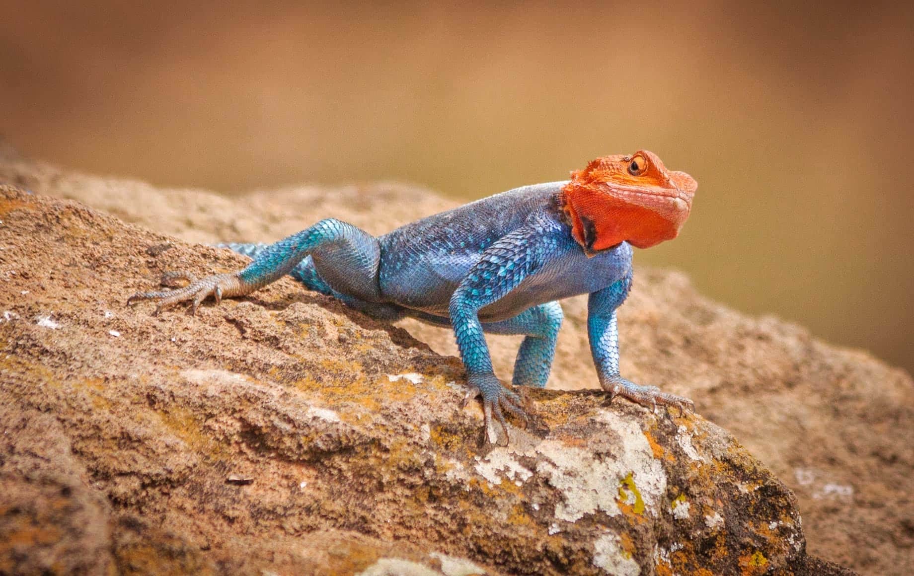 Red Headed Rock Agama Lizard Lake Nakuru National Park
