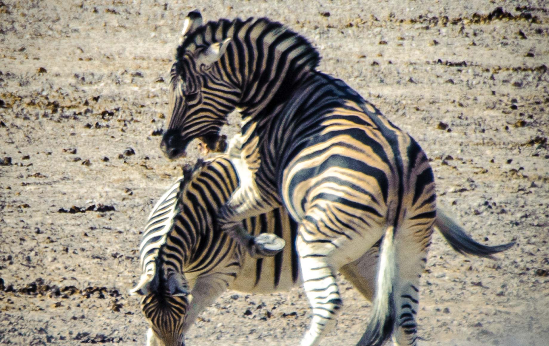 Hartmann's Mountain Zebra - Etosha National Park