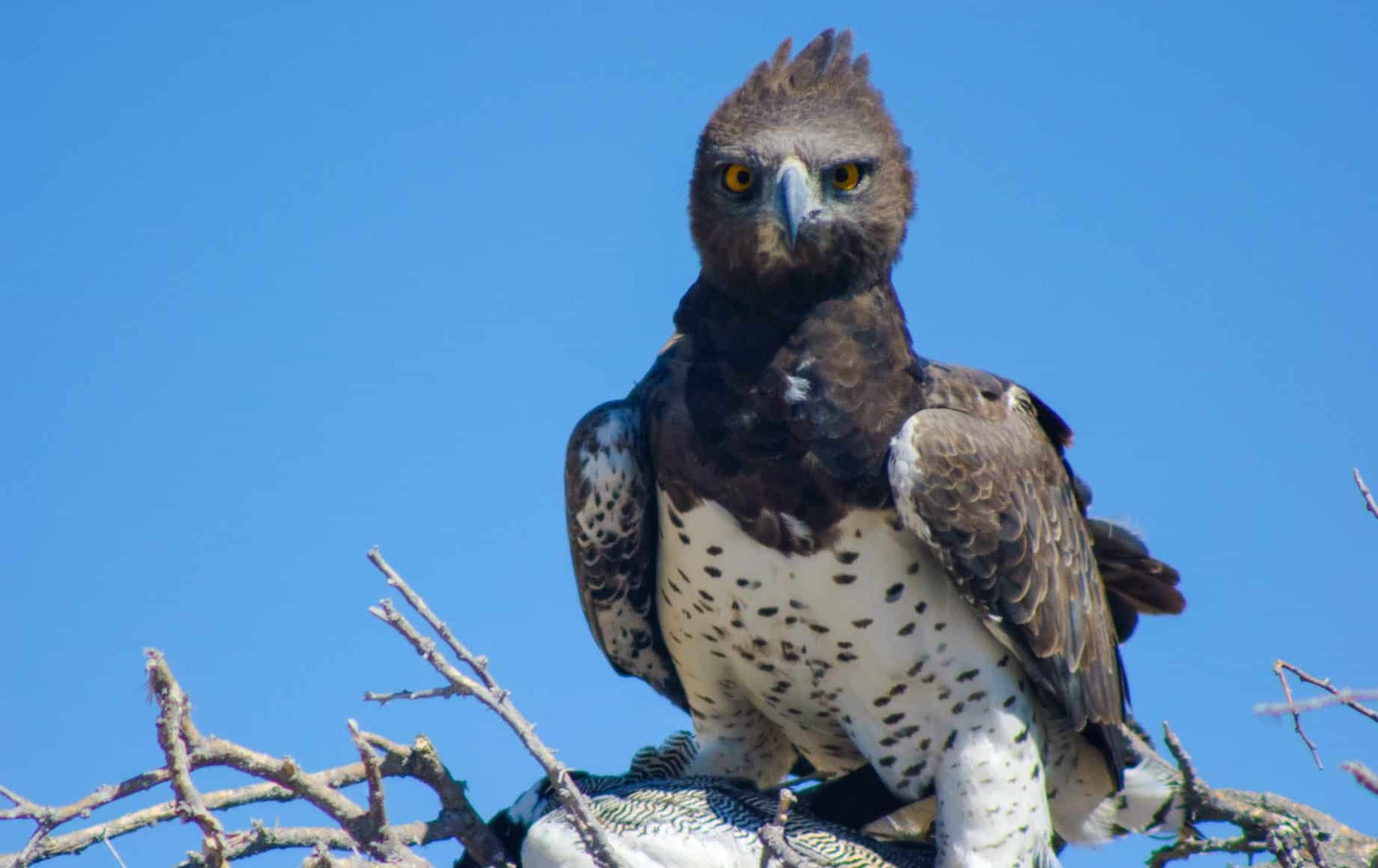 Etosha National Park