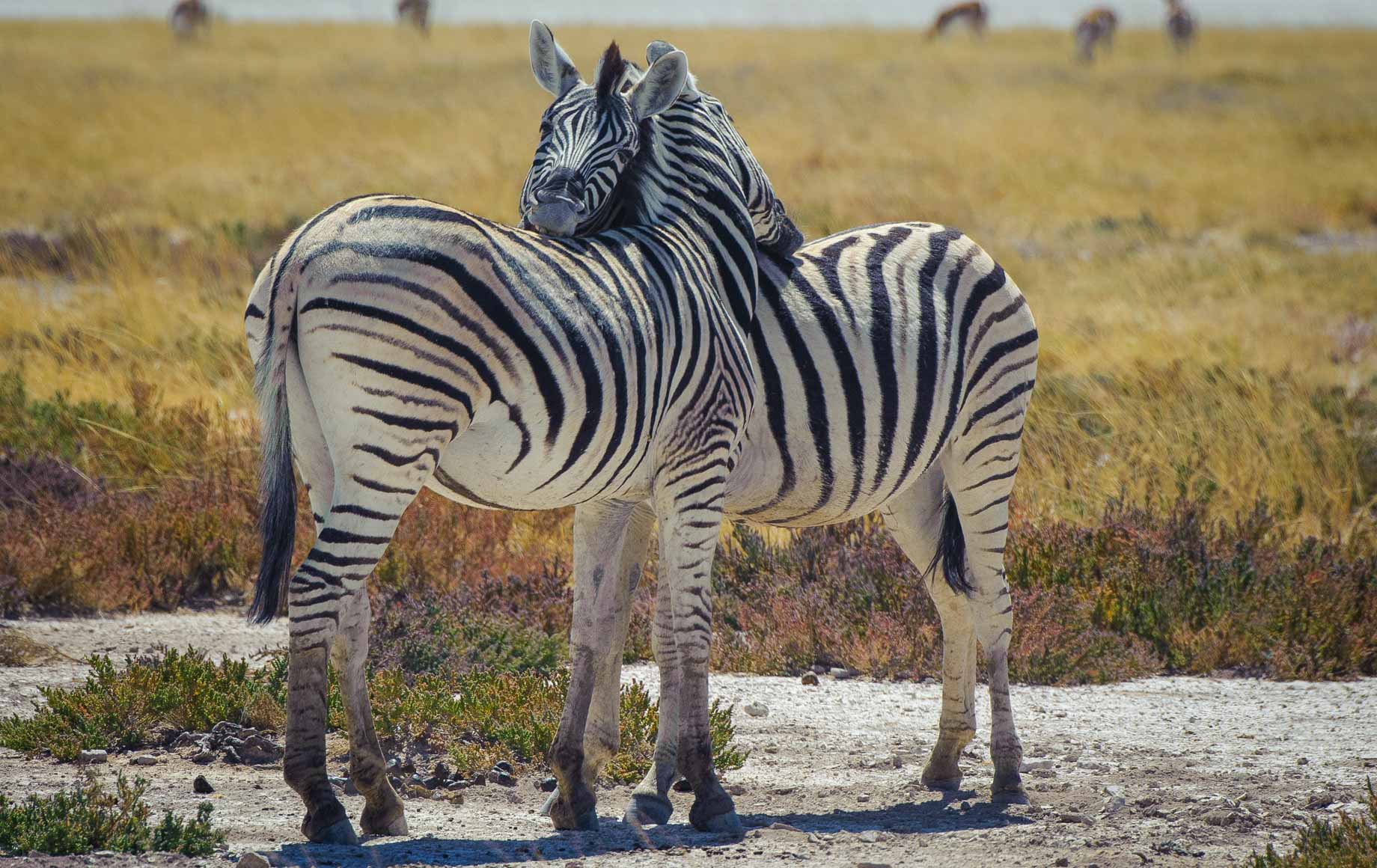 Hartmann’s Mountain Zebra