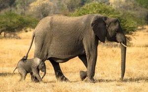 Elephant baby roaming around with Mother Elephant