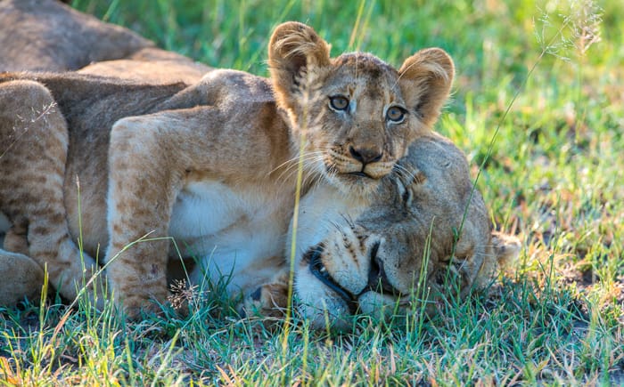 Lion cub with mother Lion
