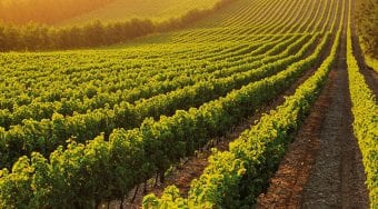 Biking in the Cape Winelands