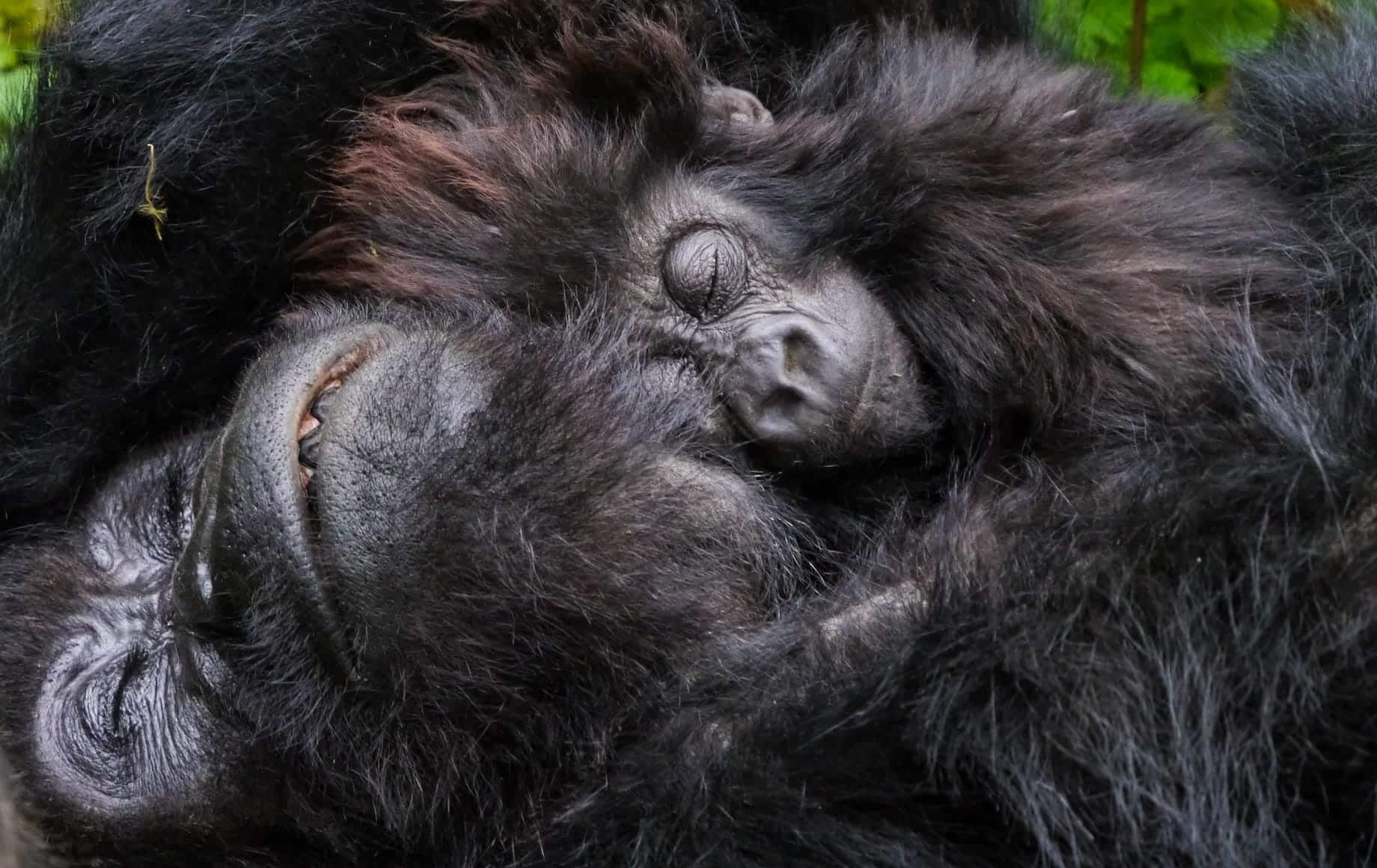 Sleeping gorilla tracking