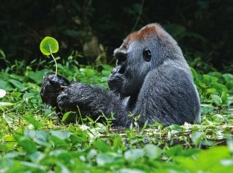 Gorilla Tracking