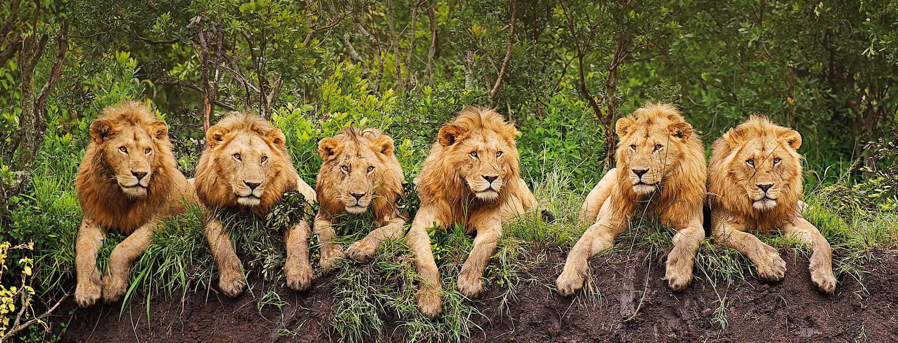 Lions sitting in queue