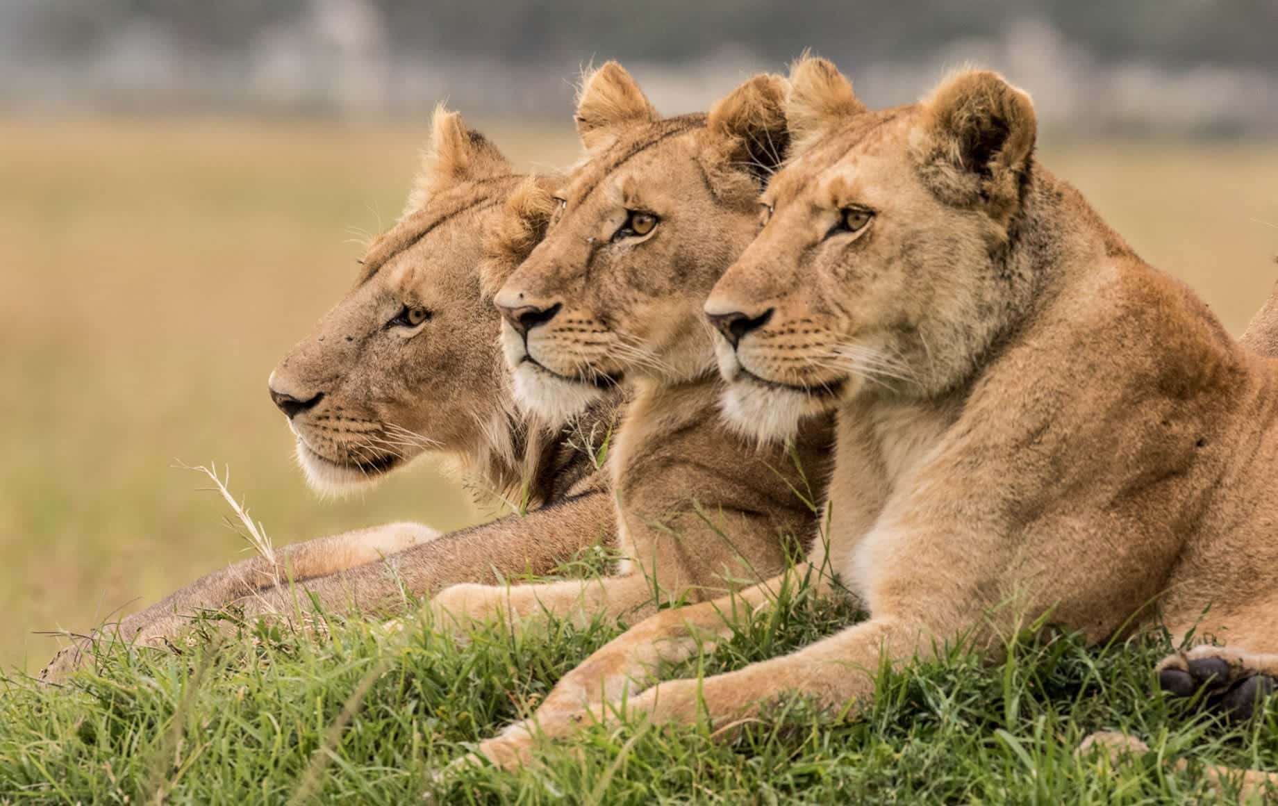 Three lions sitting on grass
