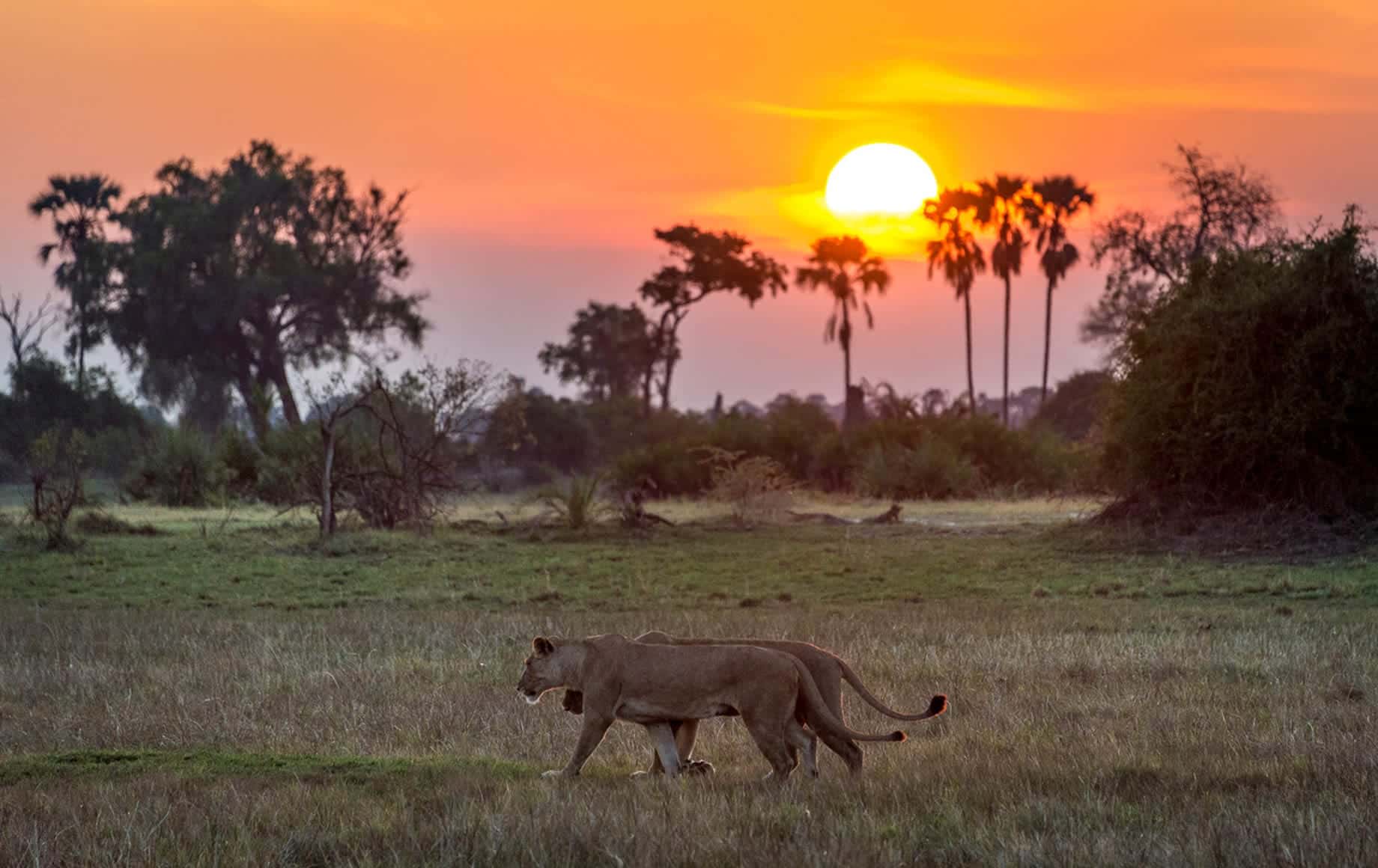 Lions roaming during sunset