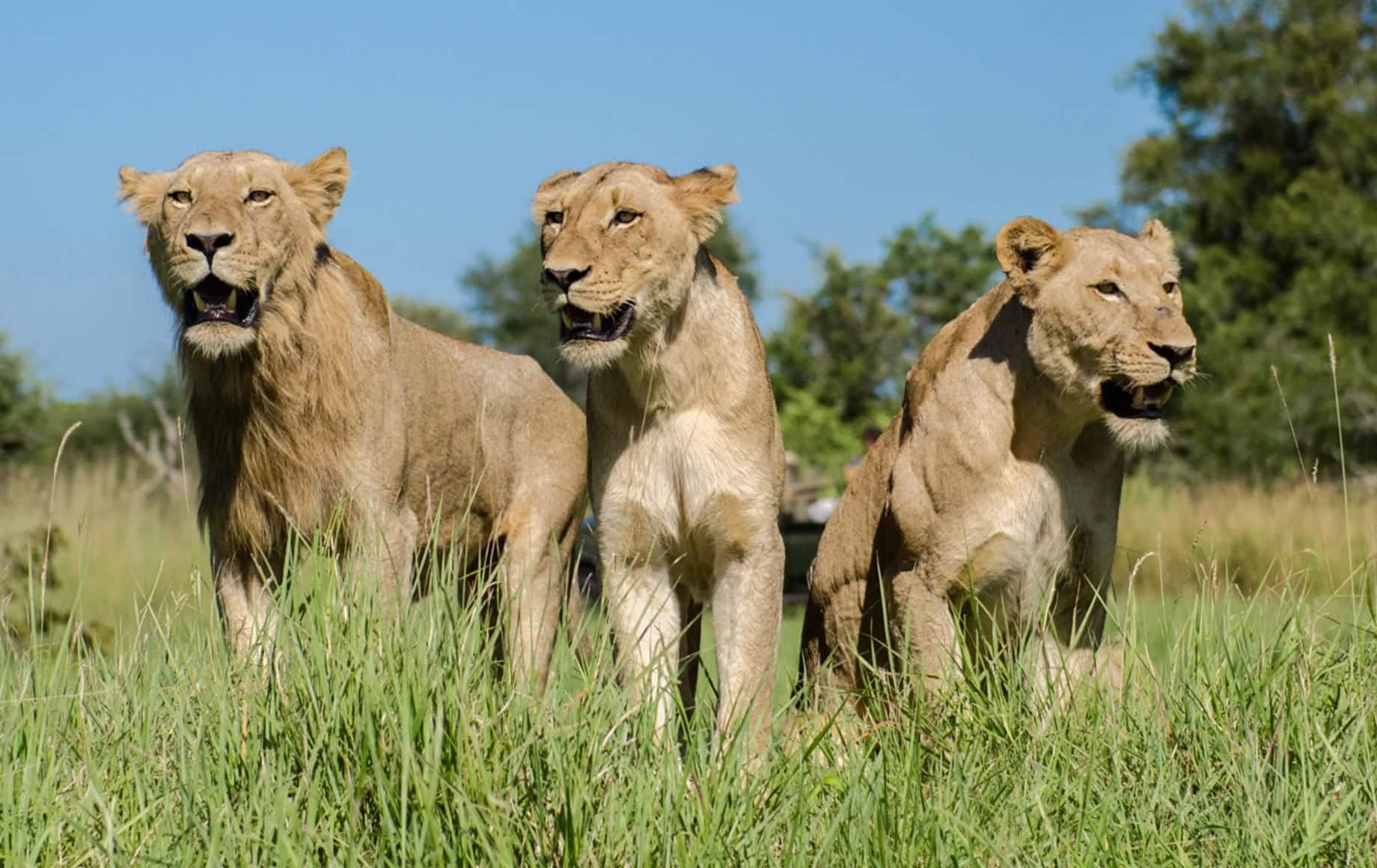 Glimpse of lion
