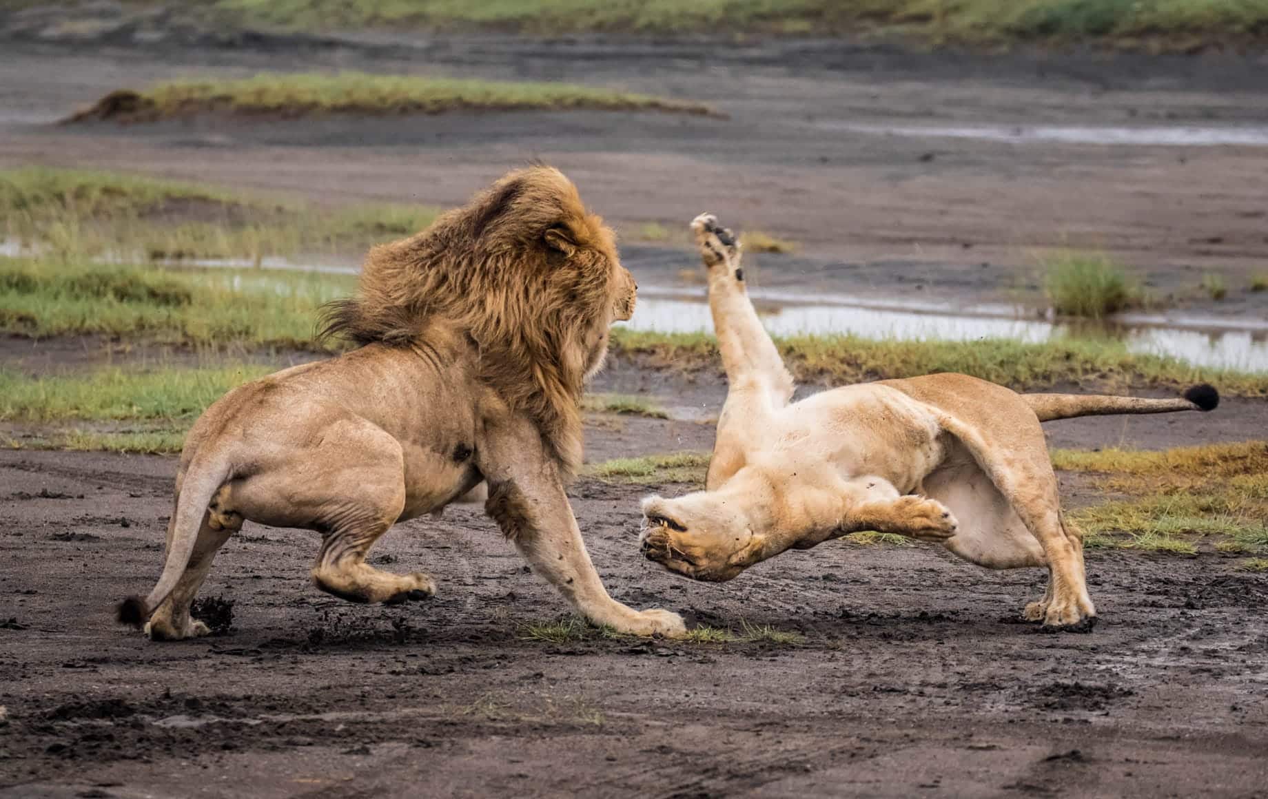 First glimpse of lion