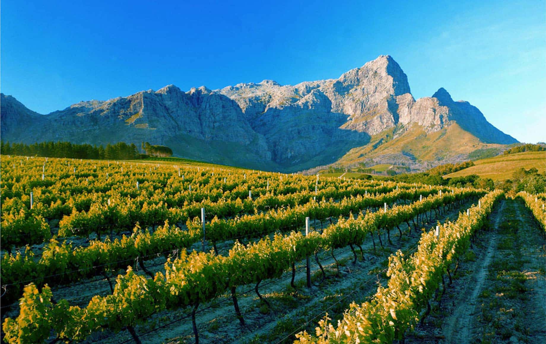 Wine tasting experience