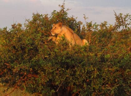 a lion in a tree