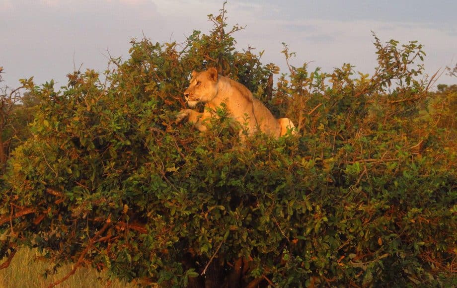 a lion in a tree