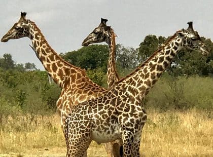 three giraffes next to eachother