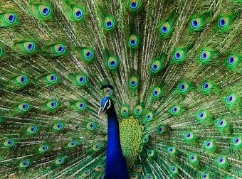 Dancing Peacock