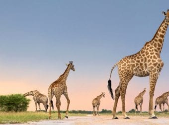 Group of Giraffes