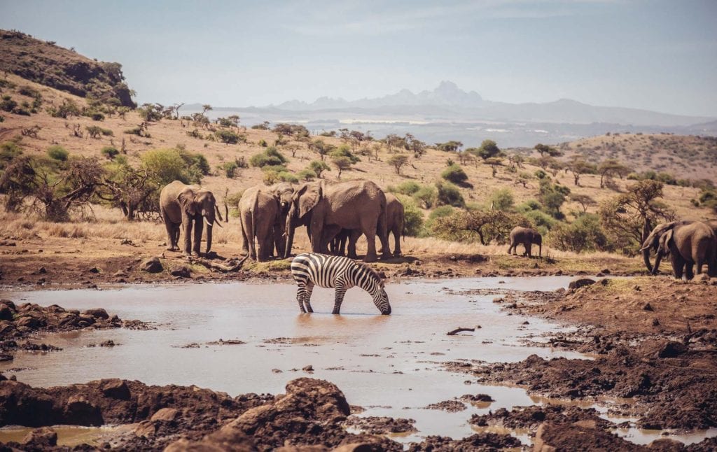 Elephants and a zebra standing by water