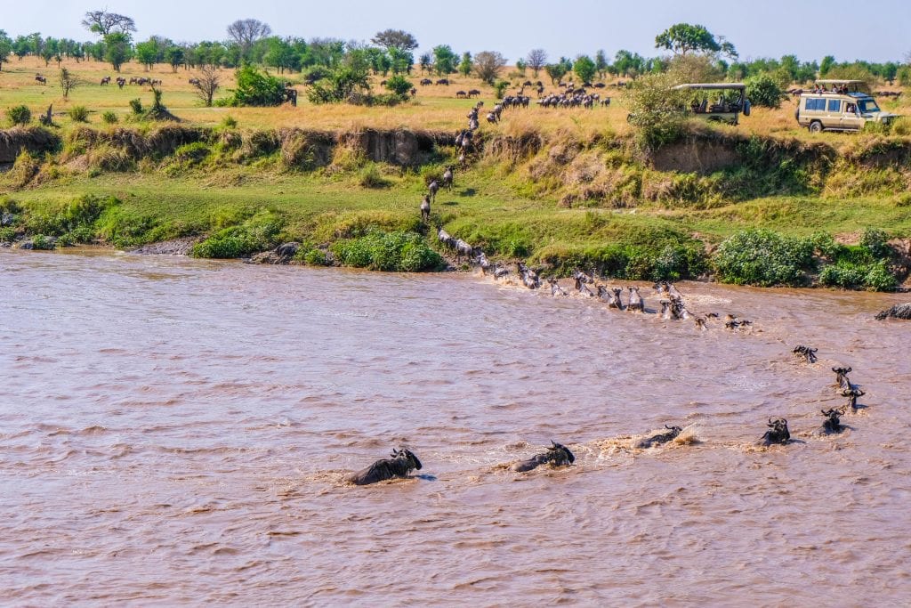 Wildebeest cross the Mara River in Kenya