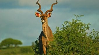 greater kudu