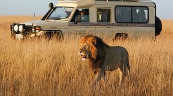 A safari vehicle observing a lion