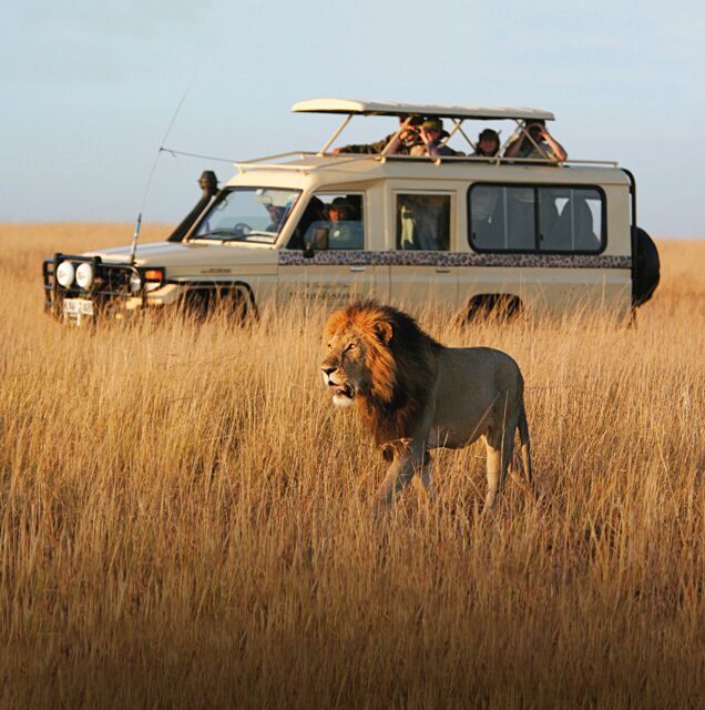 A safari vehicle observing a lion