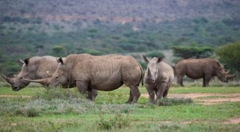 rhinos at Ol Jogi Ranch by Tristan Pinto