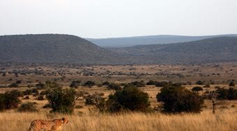 lone cheetah wandering the plains