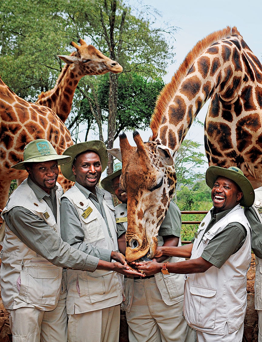 Safari directors with giraffes 