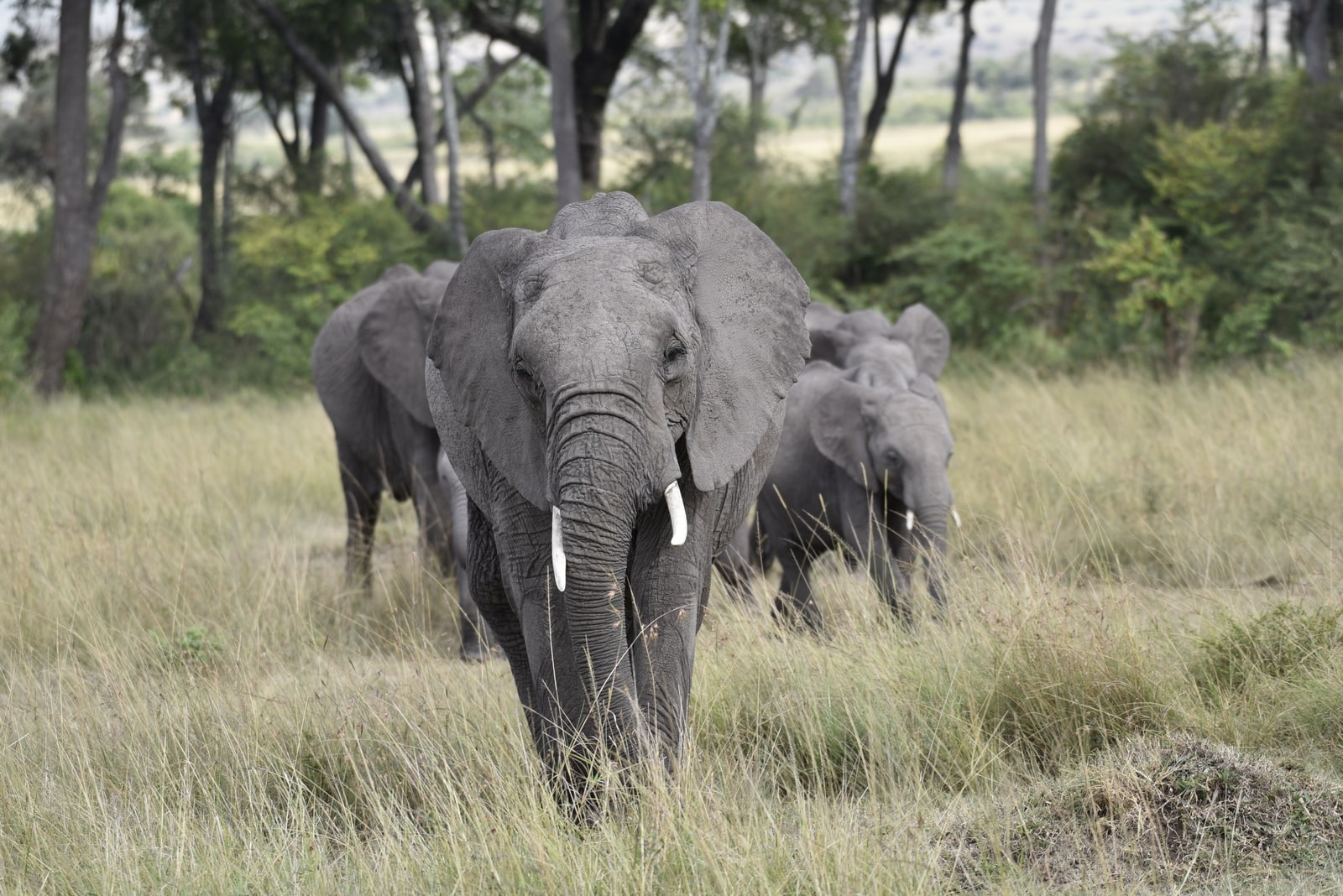 elephants in the bush