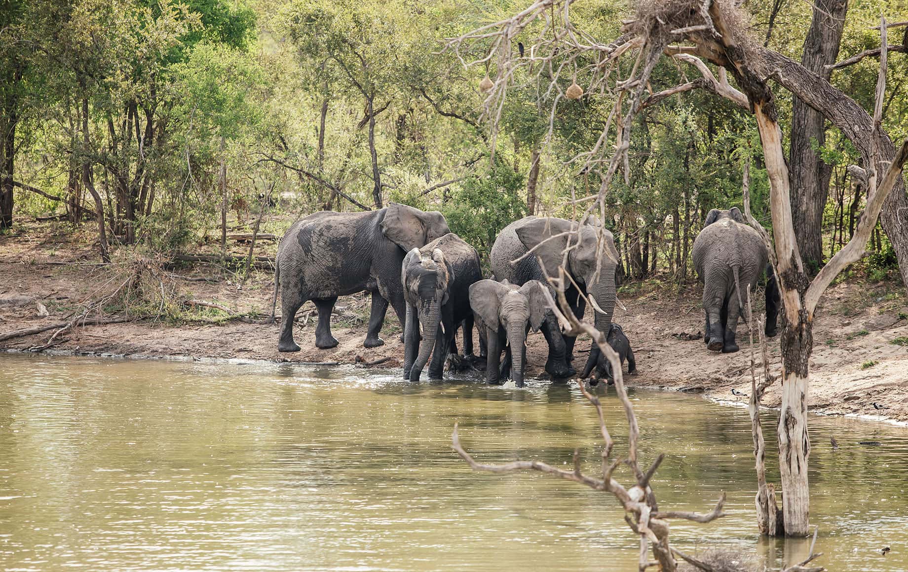 Elephants