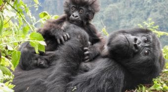 Two gorillas, a baby and an adult