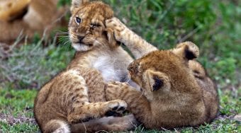 two lion cubs fighting