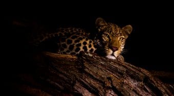 african leopard at night