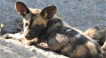 african wild dog