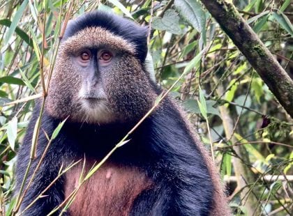 a baboon looking at the camera