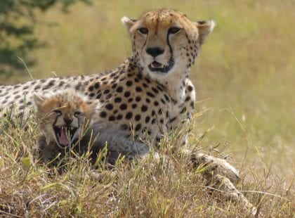 a cheetah sitting with her cub.