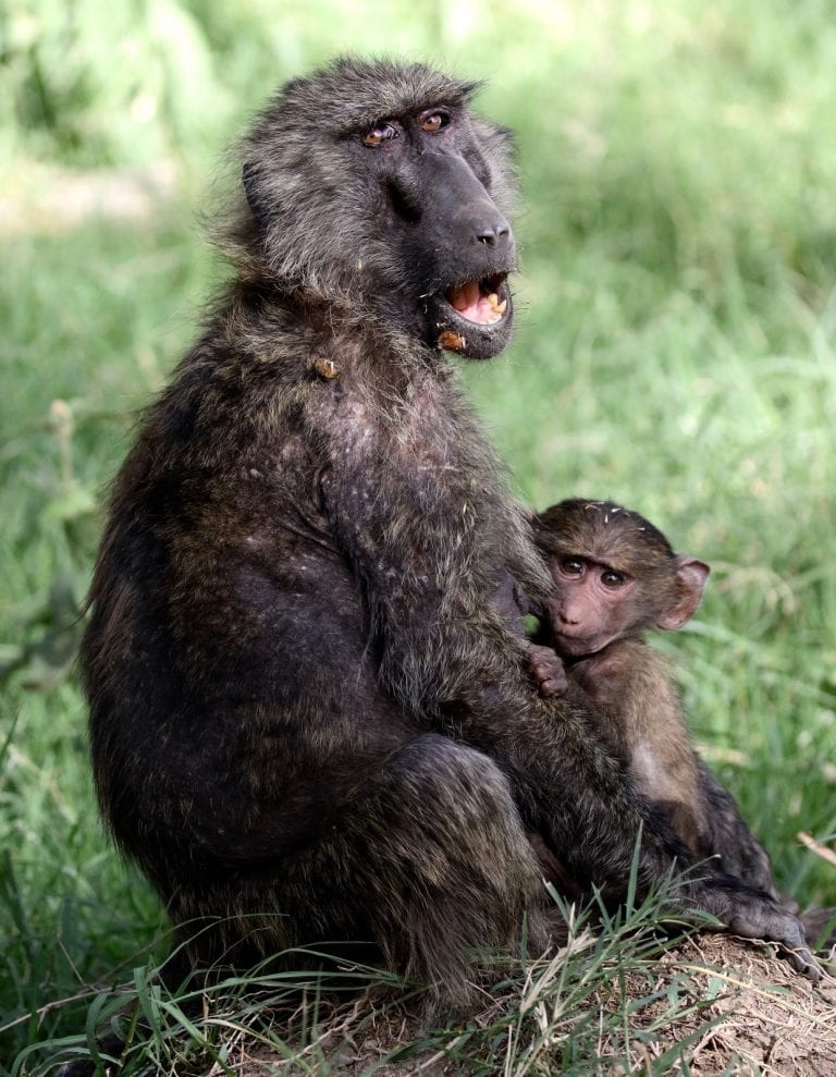 a baboon mother and a baby baboon
