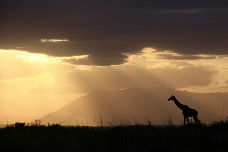 a giraffe walking during sunset on the African plains