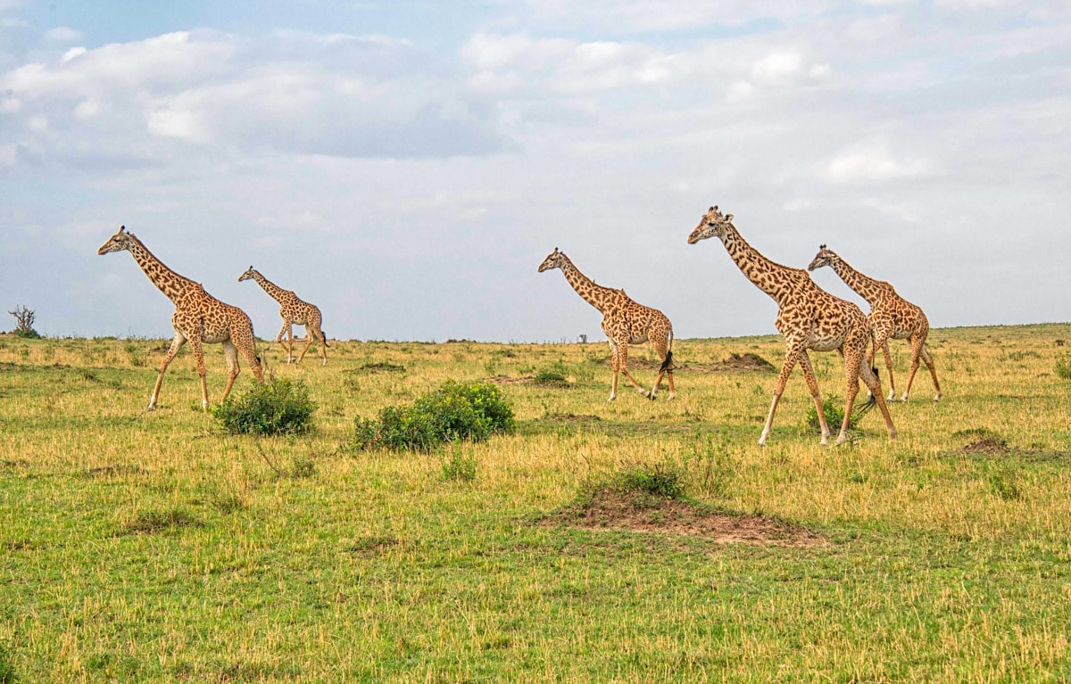 giraffes