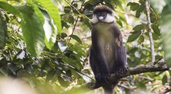 redtailed monkey