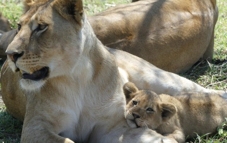a lioness and her cub resting in the Serengeti