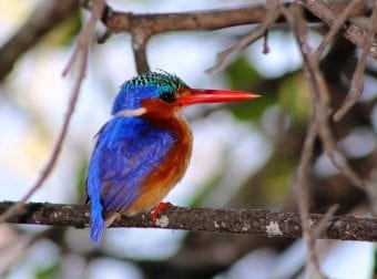 a colorful bird on a tree branch in the Okavango Delta
