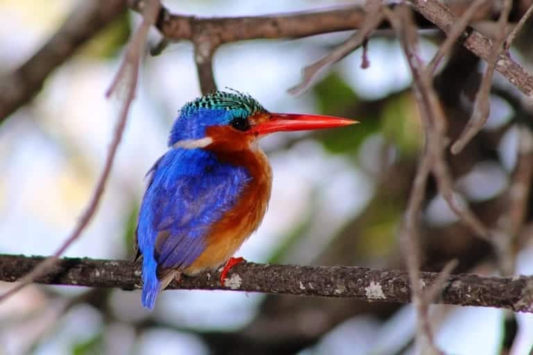 a colorful bird on a tree branch in the Okavango Delta