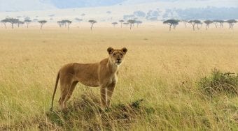 a lioness in the plains of the serengeti