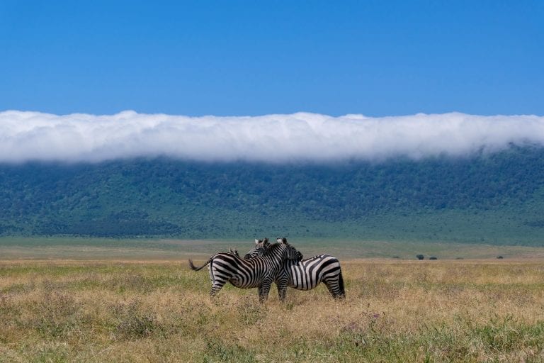 zebras resting with each other in the Ngorongoro Crater