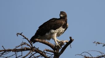 martial eagle by patrick nyaleta