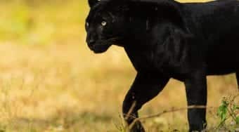 Saya the black panther
