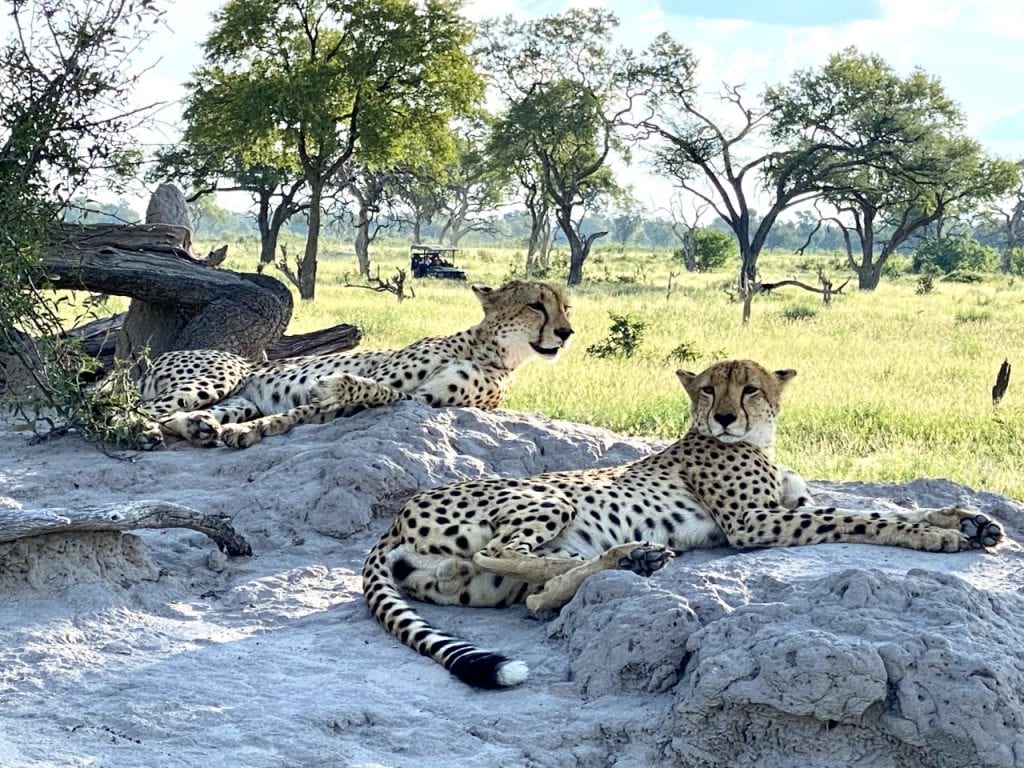 two cheetahs