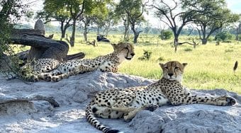 two cheetahs